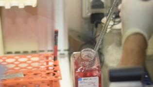 Tissue Typing Laboratory 7