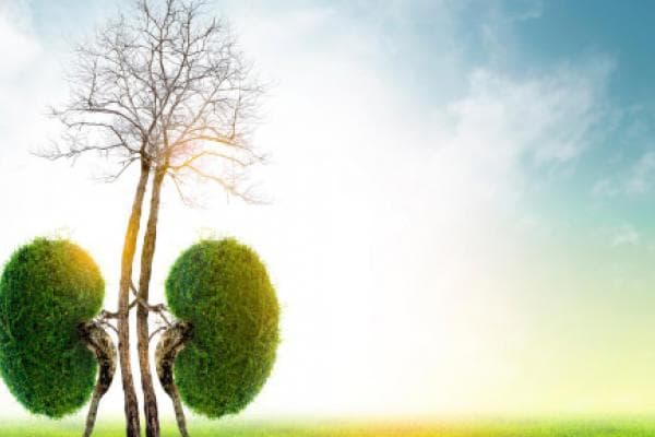 Transplant is the Only Remedy for Chronic Kidney Failure!